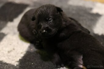 Nemecký ovčiak  s PP - 4