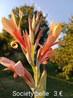 Kana indická (Canna indica) hľúzy. - 4