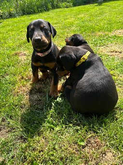 Šteniatka doberman - 4