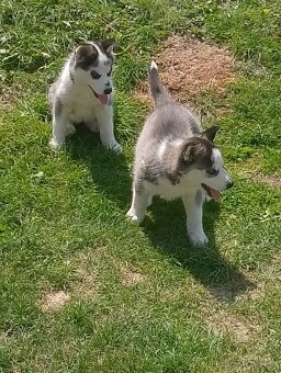 sibírsky husky - 4