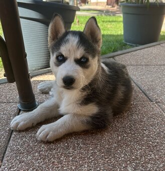 Sibírsky husky - 4