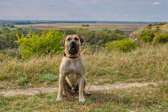 Kanarska Doga / Presa Canario s PP - 4