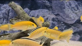 Africké cichlidy - labidochromis yellow - 4