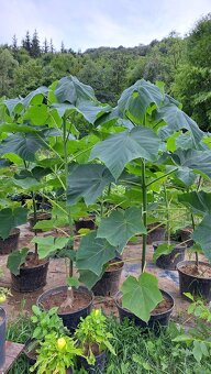 Paulownia Hybrid - 4