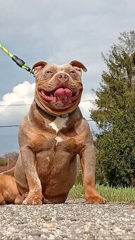 American bully pocket - 4