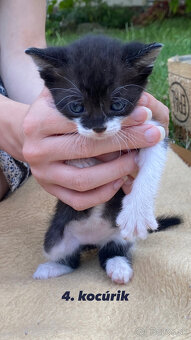 🐾Predáme mačiatka z Dunajskej Lužnej - 10€🐾 - 4