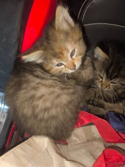 Mačiatka Maine coon + Nórska - 4