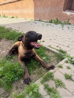 Belgický ovčiak- Malinois - 4