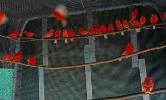 Predam Kanarikov - 4