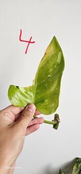 Philodendron fresh aurea - 4