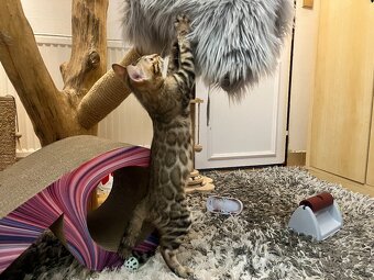 Bengalska mačka - 4