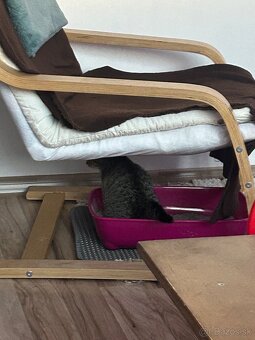 Predám 3 mesačnú Labku - 4