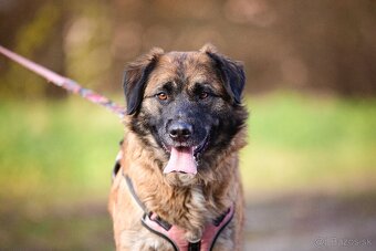 Darujem mohutnú sučku pandu - mix leonberger - 4