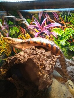 Tiliqua scincoides intermedia - 4