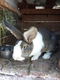 Predám králiky Šarišský obor - 4