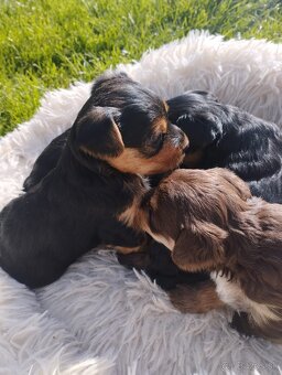 Čokoládová sučka Yorkshira. - 4