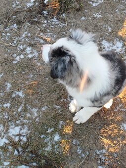 Predám border kóliu - 4