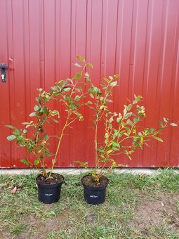 Čučoriedky kanadské sadenice - 4