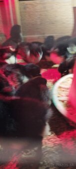 Kuriatka AUSTRALORP - 4