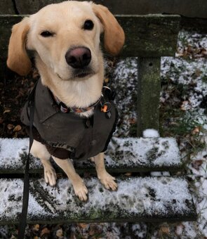 miešaní labrador retriver - 4