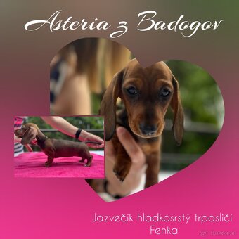 Jazvečík trpasličí hladkosrstý - šteniatka s PP - 4