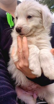 Predám mix corgi x bordelkolia - 4