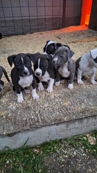 Americky stafford - 4