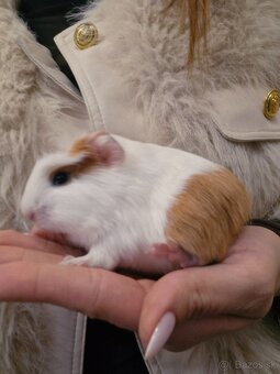 Mláďatá morciat - 4