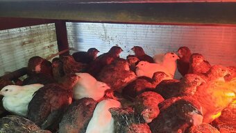 Predám prepelice japonské - 4