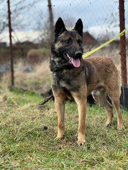 Belgicky ovčiak s PP - 4