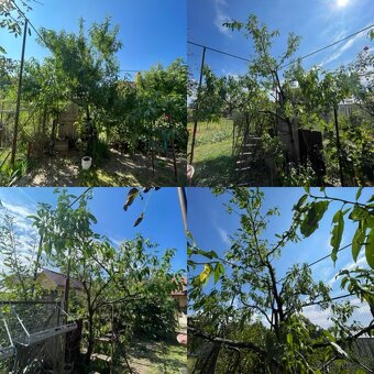 Strihanie, orez stromov a kríkov - 4