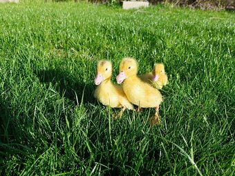 Kačky, husokačky a husi. - 4