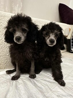 Trpasličí pudel pudlík - 4