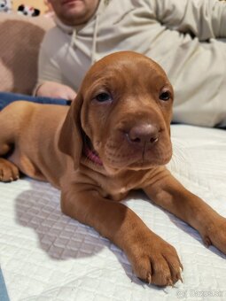 Maďarská vyžla - 4