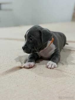 Americký stafordširsky teriér - 4