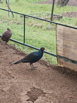 Predám bažanty Tenebrozy - 4