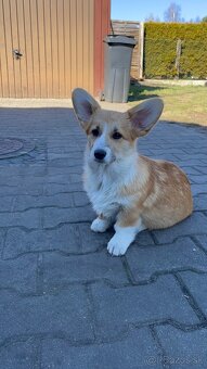 Welsh corgi pembroke - 4