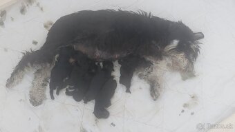 Bradáč malý čiernostrieborný s PP - 4