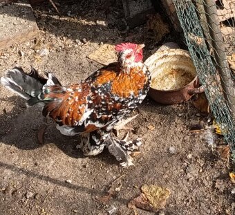 Predám kohútiky MILFLERKY - 4