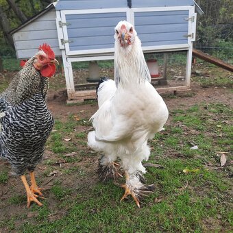 Brahmanka veľká biela- Columbia - 4