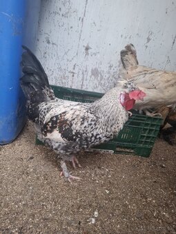 Kohuty brahman a mix - 4