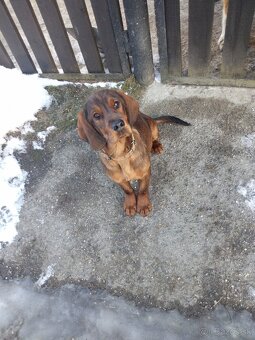 Bavorský farbiar - 4