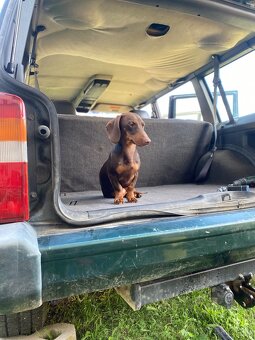 Jazvečik na kritie - 4