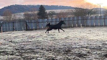 Arabský plnokrvník - 4