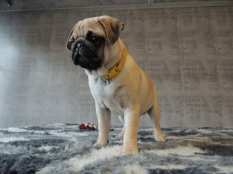 MOPS s PP. - 4