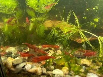 Krevetky Neocaridina Bloody Mary Super - 4