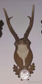 Medalovy srnec, parohy, parozie - 4