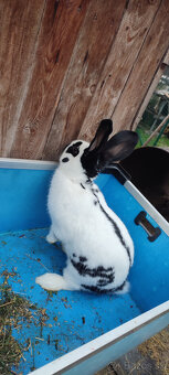 Predám zajacov NOS - 4