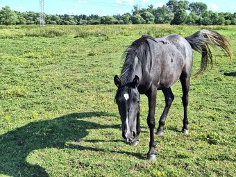 Shagya arab kobylka - 4