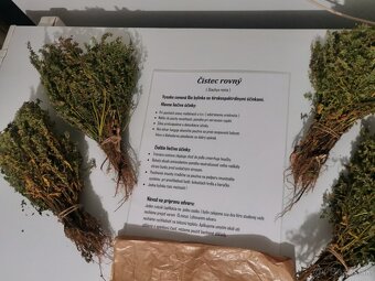 Čistec rovný sušený - 4